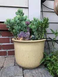 Yellow ceramic pot with mixed succulents, including a purple rosette, tall finger-leaved stems, and a plant with pink flower buds, set on a brick patio.