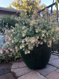 Large dark green ceramic pot filled with Origanum 'Kent Beauty' ornamental oregano, its arching stems covered in papery pink-green bracts, on a brick patio.