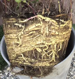 A severely rootbound mint plant lifted from a gray pot, showing dense, tangled yellow-white roots filling the entire soil mass.