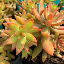 Succulents