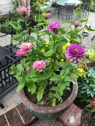 Pink and purple zinnia flowers in mixed sizes blooming in a large weathered pot on a brick patio.