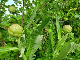 Artichokes ready for harvest