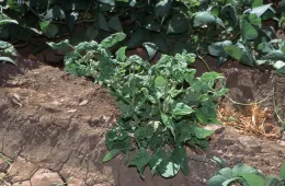 Bean plant stunted and distorted from Beet Curly Top Virus, Jack Kelly Clark, UC IPM Program