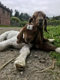 BabyGoats