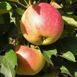 Fruits