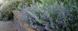 A patch of fragrant catmint with clusters of purple flowers on a stone wall, accompanied by a blurred background of greenery.