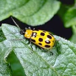 Close-up of a yellow beetle with black spots on a textured green leaf.
