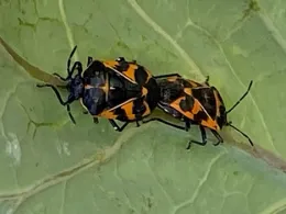 Two orange-and-black harlequin bugs mating on a green leaf.