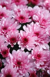 Cluster of pink chrysanthemums with deep magenta centers and layered petals, viewed from above.