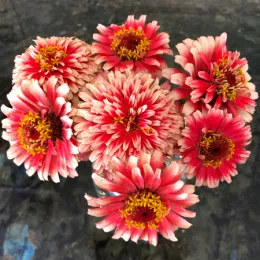 Cut Flowers