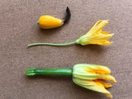 A small unpollinated baby squash at the top, a partially opened female squash flower in the middle, and a small male squash flower at the bottom, on a light brown background.