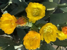 A cluster of bright yellow flowers on a prickly pear cactus, surrounded by green cactus pads.
