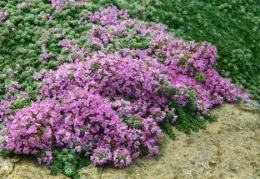 A lush patch of wooly thyme featuring vibrant pink flowers and green leaves, set against a rocky background.