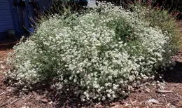 California buckwheat (eriogonum fasciculatum) J. Alosi