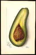 avocado picture