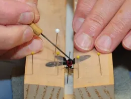 Close-up of Jeff Smith pinning a moth. (Photo by Kathy Keatley Garvey)