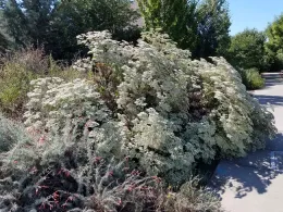 Giant Buckwheat in bloom, J. Alosi