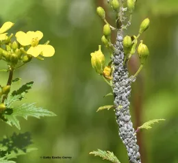 Cabbage aphids.