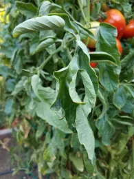 Curled leaves, J. Alosi