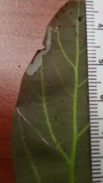 caloptilia miner damage1