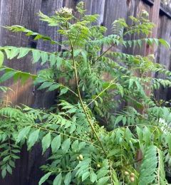 Curry leaf plant with pinnate green leaves, small white flower clusters, and green berries, growing against a wooden fence.