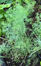 Dill plant with feathery light-green foliage growing in a garden bed alongside basil and other herbs.