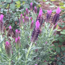 French lavender plant with silvery-green foliage and multiple purple flower spikes topped with bright pink bracts.