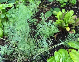 A close-up, overhead view of an herb garden featuring dill, oregano, and leafy greens, with dark soil beneath the leaves.