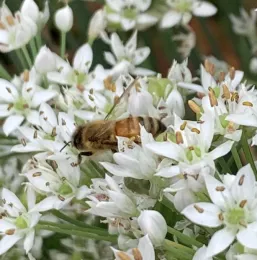 Close-up of a black and brown honeybee with yellow stripes on its rear, on white star-shaped garlic chive flowers