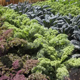 Vegetables