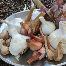 Garlic & Shallots