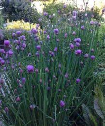 A dense patch of green onion chives with purple flower buds and blossoms in a garden, with other plants in the background.