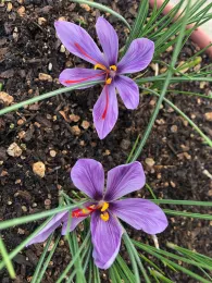 Saffron by Rene Prupes