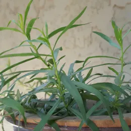 A close-up of a tarragon plant in a terracotta pot, featuring green, elongated leaves against a textured off-white wall.