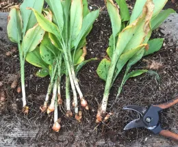 Freshly harvested turmeric plants with green leaves and orange rhizomes, accompanied by pruning shears, all on a burlap surface.