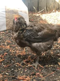 Molting hen