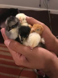 Chicks