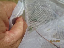 a green insect in a net