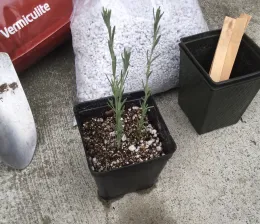 A black pot containing two lavender cutting stems on concrete, next to bags of vermiculite and perlite. A green container with wooden stakes, and a metal trowel, are visible next to them.