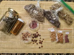 Saved garden seeds in plastic bags labeled with Chinese text, glass jars, and small containers, including seeds of different sizes, arranged on a woven mat.