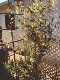 other vine