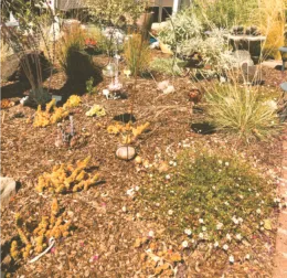 dry garden