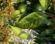 sphaeropsis roundup (3)