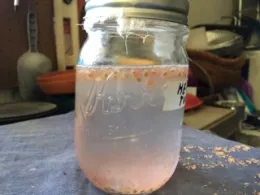 Floating seeds. (Heidi Aufdermaur).