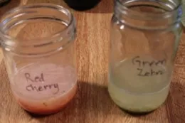 Fermenting tomato seeds. (Heidi Aufdermaur)