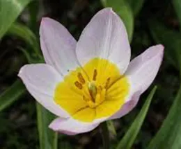 Tulipa bakeri has soft pink petals and an orange center.
