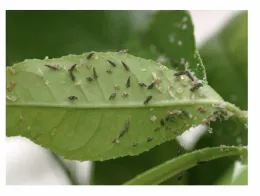 ACP on Citrus Leave