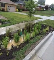 Rain Garden