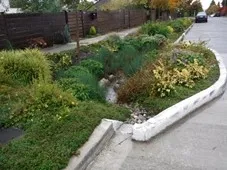 Rain Garden