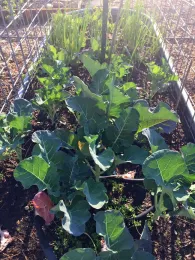 Broccoli in raised bed, Kim Schwind